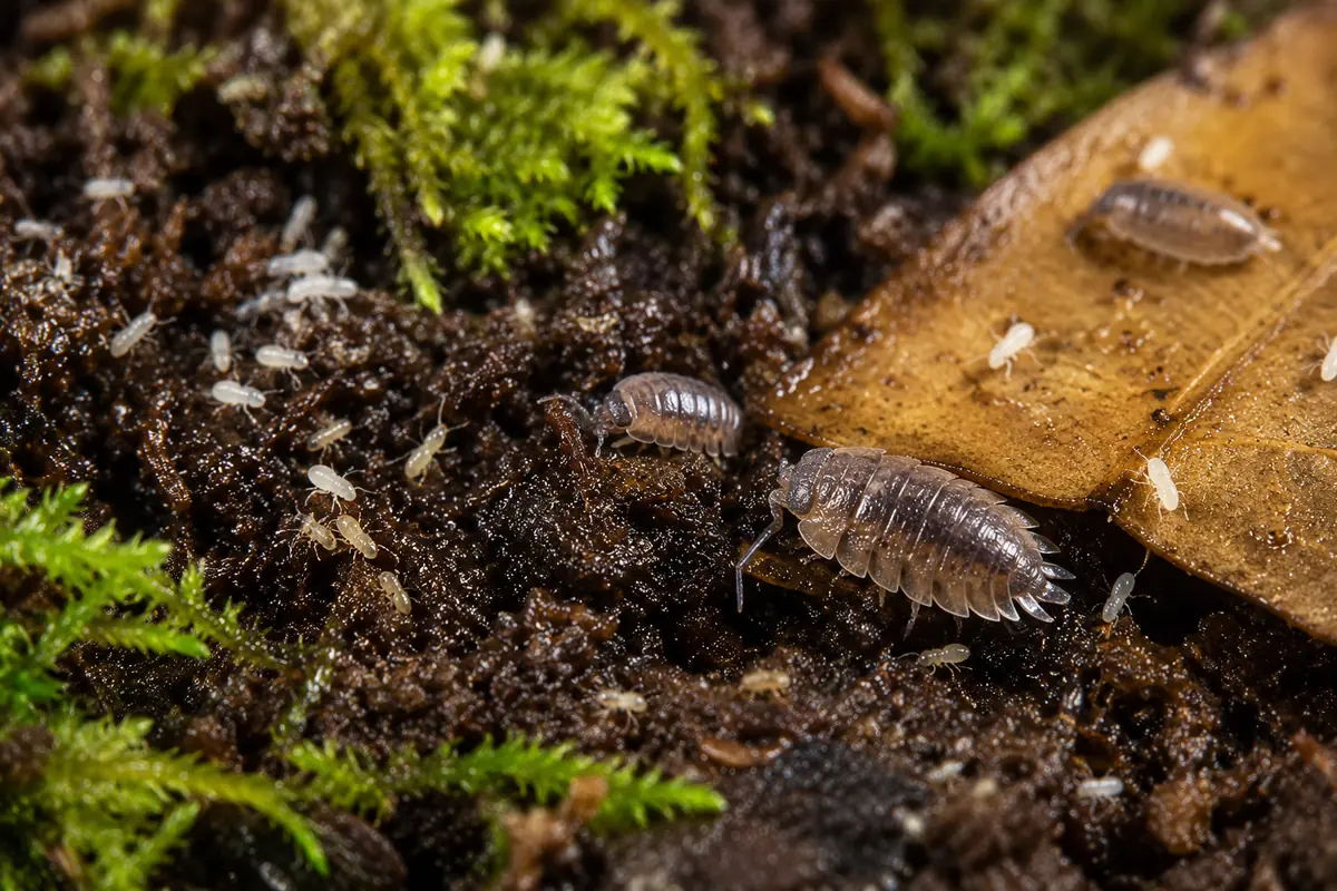 Close-up of a bioactive terrarium substrate with moss and cleanup-crew invertebrates