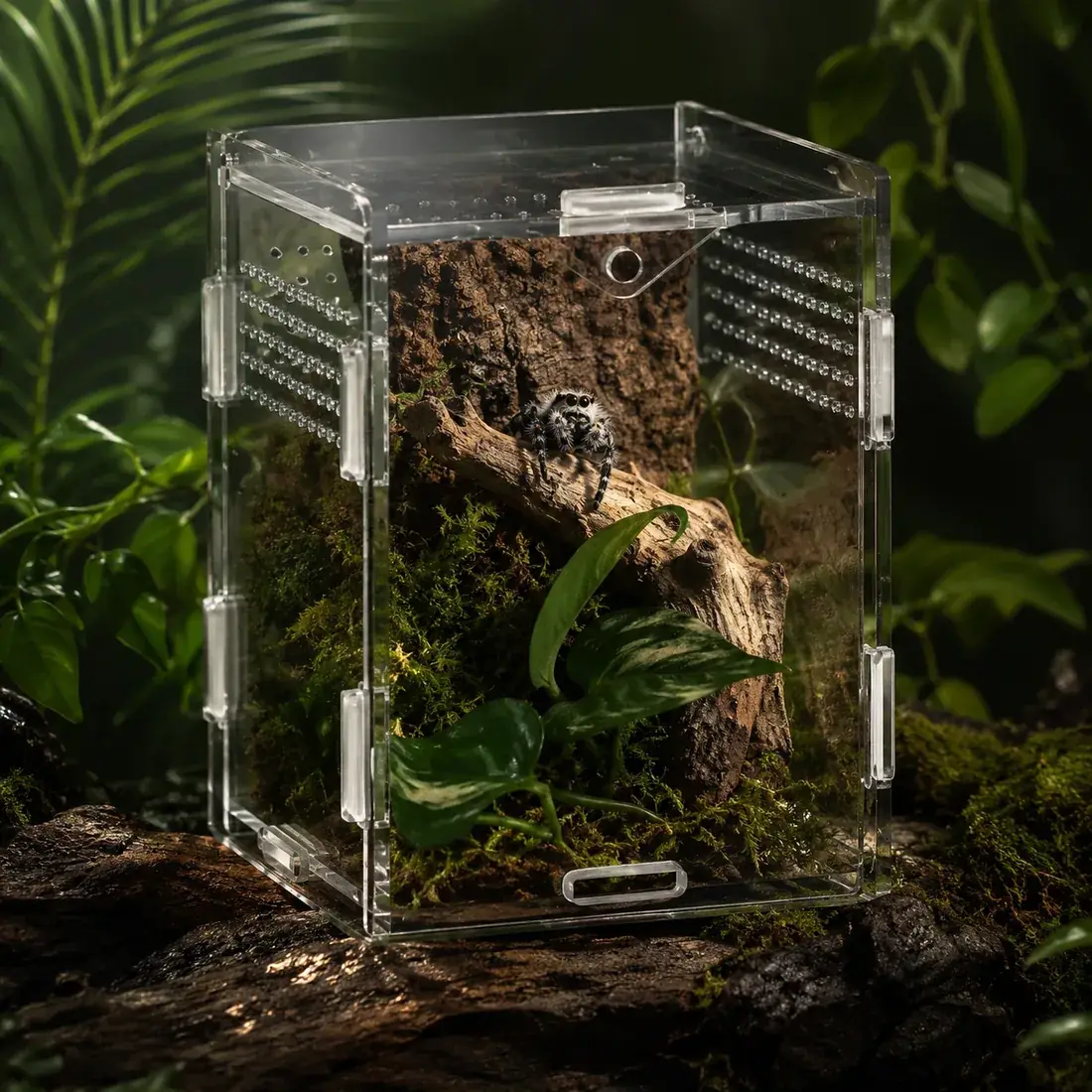 Jumping spider on a wood branch inside a decorated ArachNest acrylic enclosure with moss and live plants