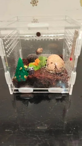 ArachNest jumping spider enclosure photographed by F***o, a verified buyer