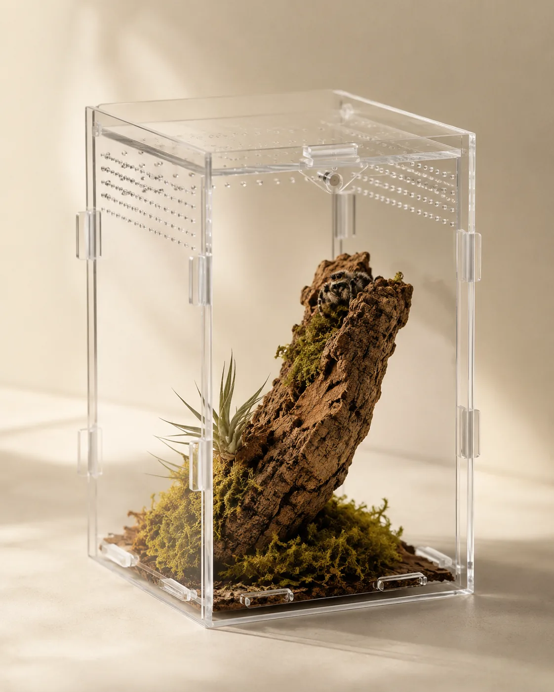 A clear ArachNest acrylic enclosure with laser-cut ventilation holes holding cork bark, moss and an air plant, a jumping spider peeking over the top of the cork